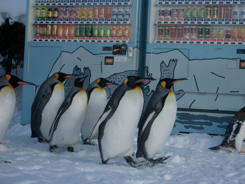 大阪･旭川web制作会社 予約&更新システム付サイト